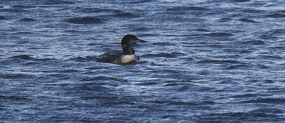 Great Northern Diver