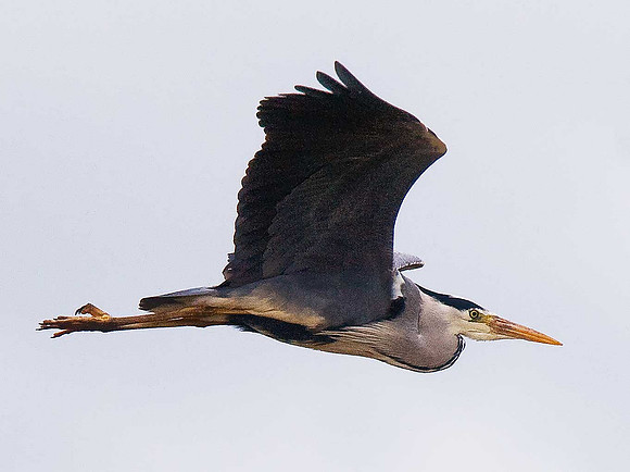 Grey Heron