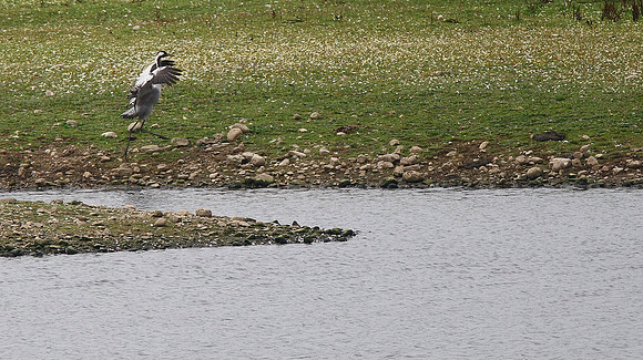 Common Crane