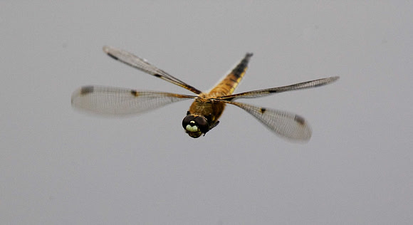 Four Spot Chaser
