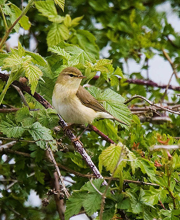 Willow Warbler