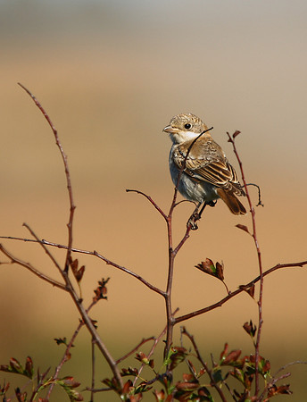 Woodchat Shrike [juvenile]