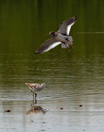 Marsh Sandpiper & Redshank