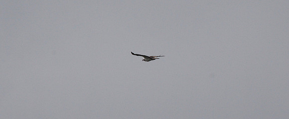 Osprey