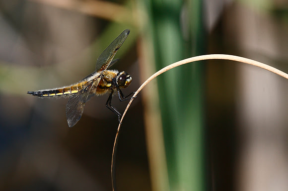 Four Spot Chaser