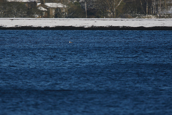 Great Northern Diver