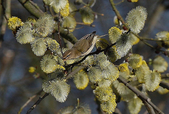 Chiffchaff