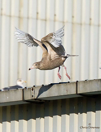 Glaucous Gull