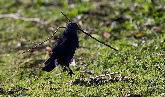Jackdaw