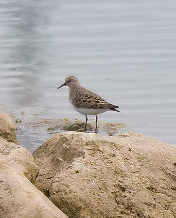 Temminck's Stint