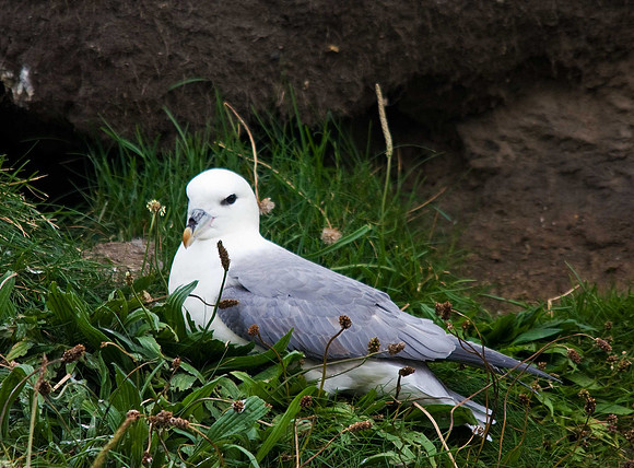 Fulmar