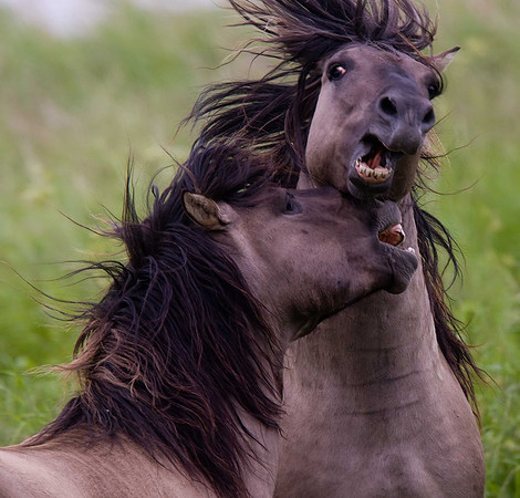 Konik Ponies