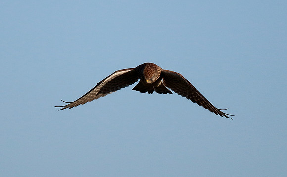Kestrel