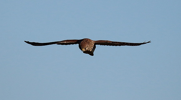 Kestrel
