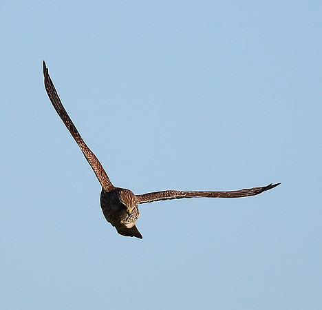 Kestrel