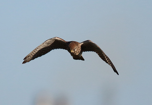 Kestrel