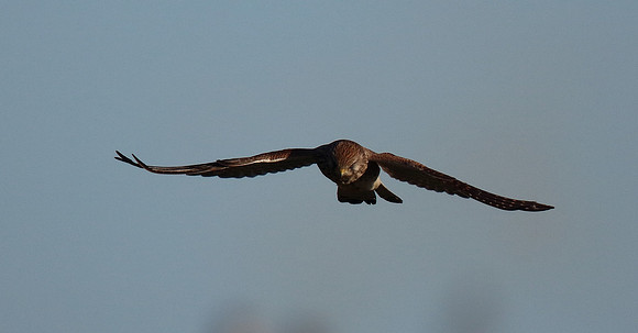 Kestrel