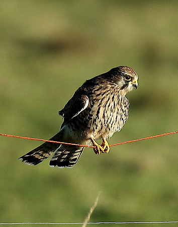 Kestrel