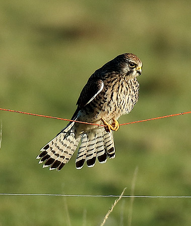 Kestrel