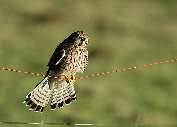 Kestrel