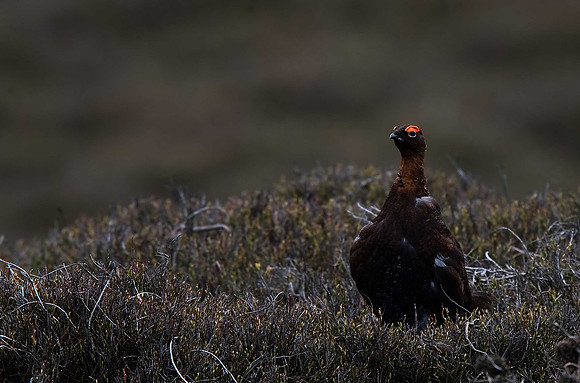 Red Grouse