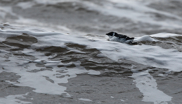 Little Auk