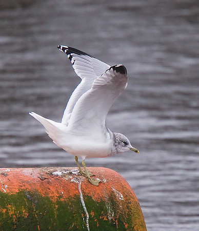 Common Gull