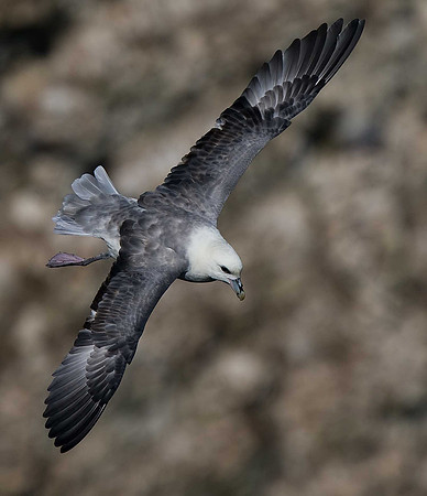 Fulmar