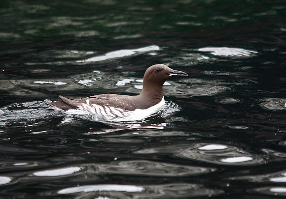 Guillemot