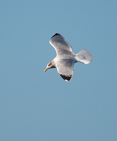 Herring Gull