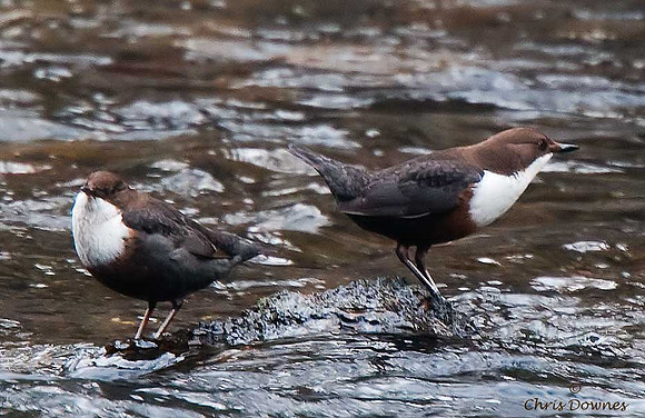Dipper