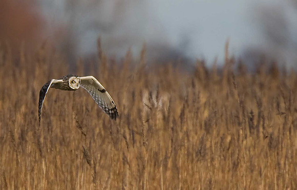 Short-eared Owl
