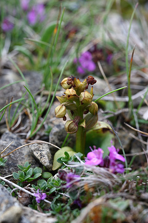 Frog Orchid Unst