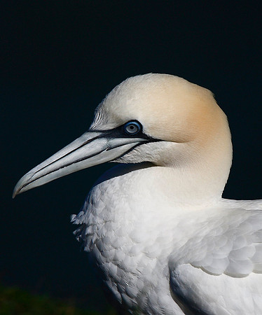 Gannet