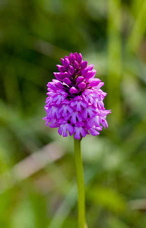 Pyramidal Orchid BMQ
