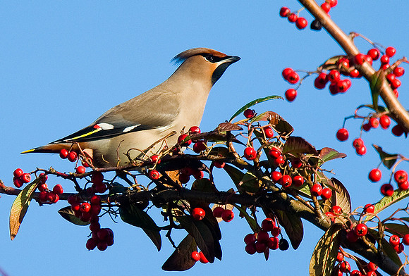 Waxwing