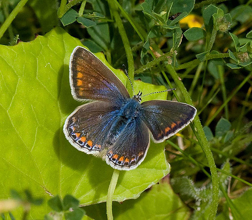 Common Blue