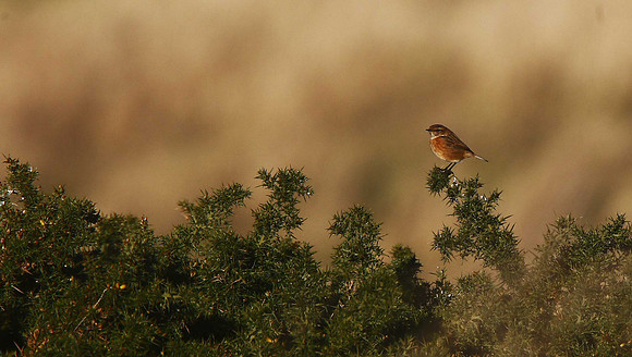 Stonechat