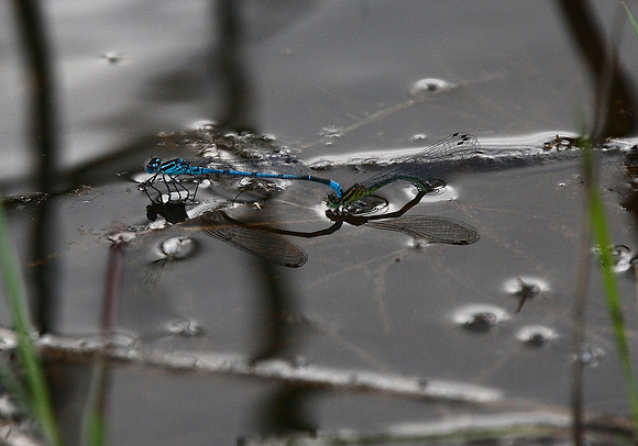Azure Damselfly