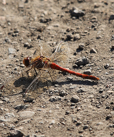 Ruddy Darter