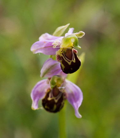 Bee Orchid BMQ
