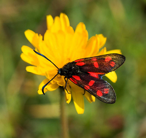 Six-spot burnet moth