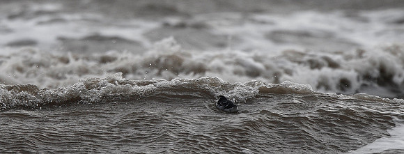 Little Auk