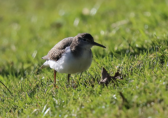 Spotted Sandpiper