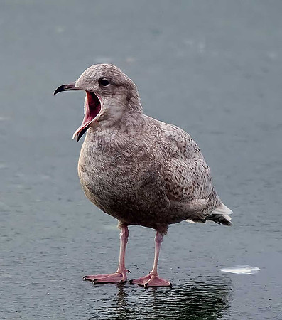 Iceland Gull