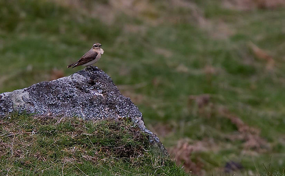 Wheatear