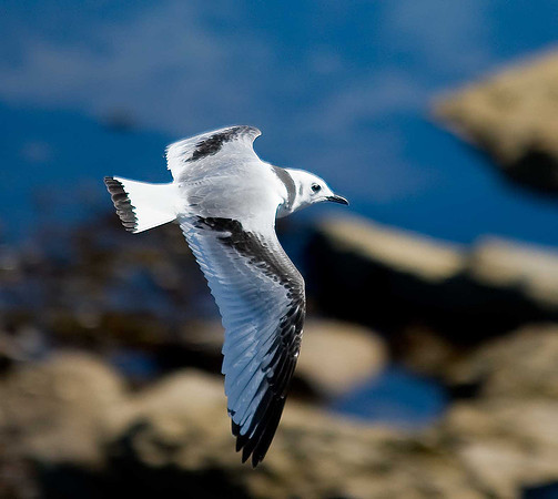 Kittiwake