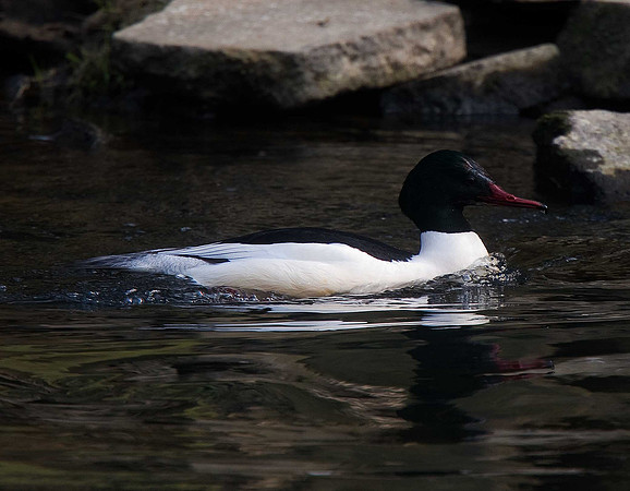 Goosander
