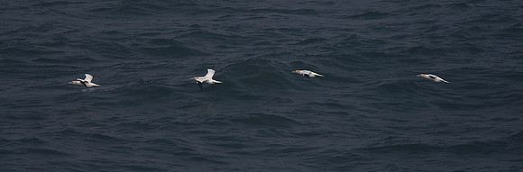 Gannets