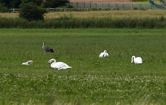 Common Crane